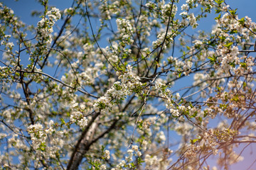 Bird cherry blossoms flowers in spring. Spring blossom flowers of bird cherry tree. Spring bird cherry tree flowers. Bird cherry tree flowers bloom in spring