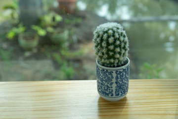 Cactus in pot On the table behind the glass