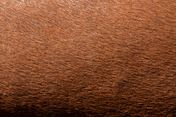 Animal wool skin texture background.