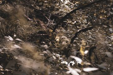 трава в лесу