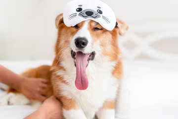 Cute corgi dog laying on the bed in stylish sleeping mask, yawning and showing toungue. Concept...