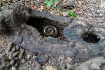 Giant millipede Curl up in the root wood.