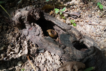 Giant millipede Curl up in the root wood.