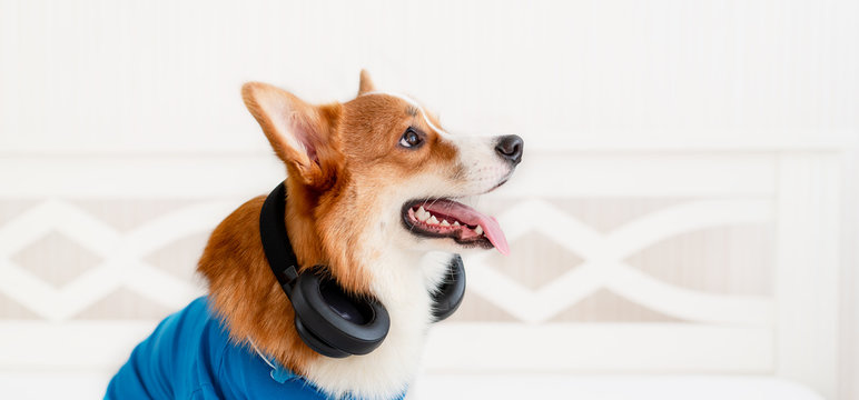 Cute Corgi Dog In Stylish Blue Bomber Jacket Sitting And Wireless Headphones