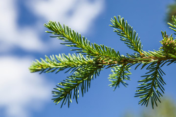 Branch of a young fir tree against the blue sky, spring background