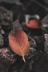 leaf in stones