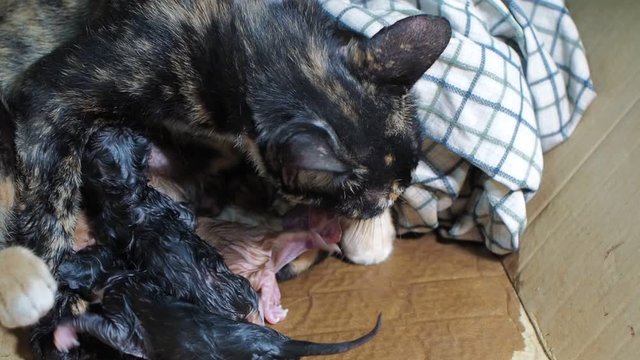 VDO. a cat eating placenta of new born black kitten.