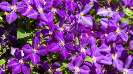 Blooming lilac flowers photo.