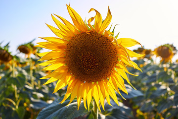 Blooming sunflower at the field in sunshine at summer