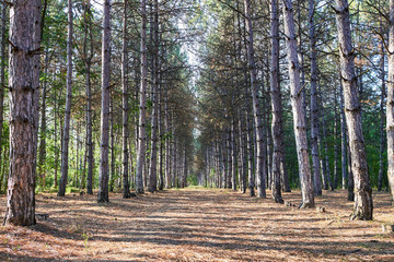 A row of pine trees in the pine forest
