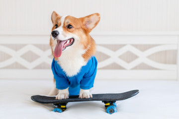 Cute corgi dog in stylish blue bomber jacket stay on the skateboard and show his tongue