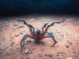 Wild male wishbone spider (Aname sp.) approaching camera at night in threat display