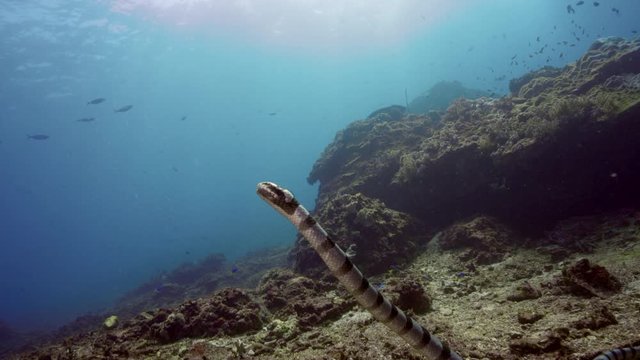 venomous sea snake banded sea krait swims over coral reef close up