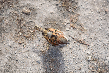 Sparrow looking for food in winter