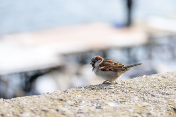 Sparrow looking for food in winter