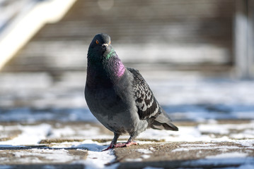 Pigeon in the winter in the park with other pigeons looking to eat