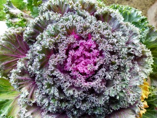 cabbage in the garden