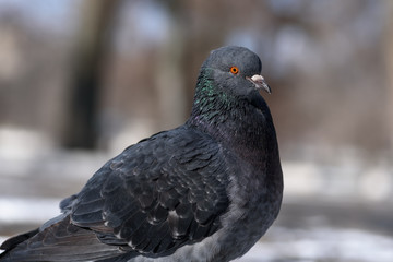 Pigeon in the winter in the park with other pigeons looking to eat
