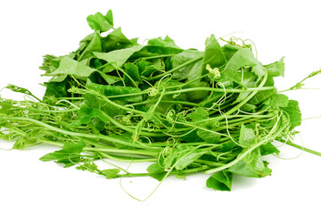 Bundle Lvy Gourd, Cocconia grandis (L.) Voigt, Coccinia leaves isolated on white background. Healthy food for slow down aging