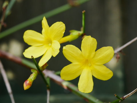 Close up of two yellow winter jasmine flowers