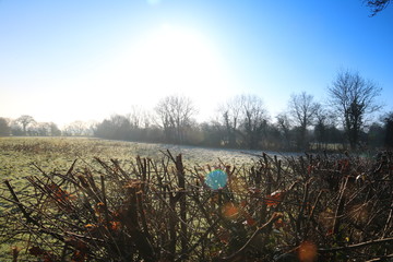 Blue Morning overlooking field
