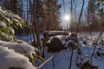 Clear frosty winter day, logs lie on a snowy road in the forest, the sun shines through the branches of trees