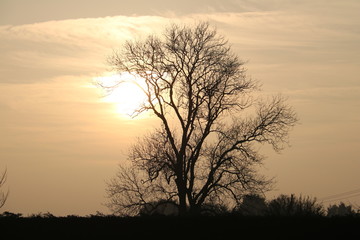 Fototapeta na wymiar silhouetted tree by sun rays