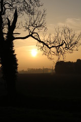 Winter sunset with black tree