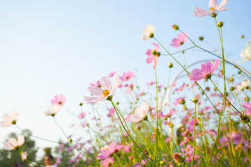 pink cosmos flowers on green background