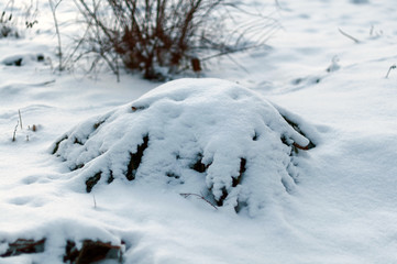 Fototapeta na wymiar Flower bushes sheltered for the winter, spruce branches covered with snow