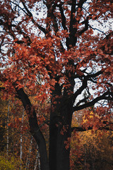 Fototapeta premium tree in autumn