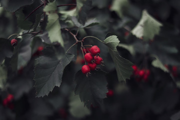 red berries