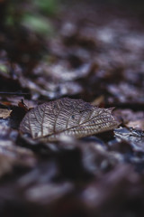 Obraz premium leaves lie on the ground