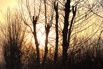 dawn through the branches of trees