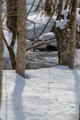 冬の奥入瀬渓流