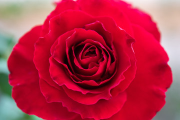 Close up red petal of rose.