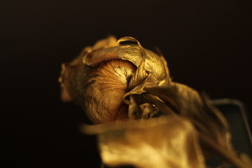 angel with wings on black background