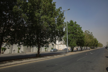 trees on footpath beside the road