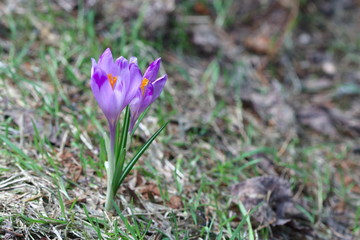 crocus in spring, two blooming flowers, one in soft focus