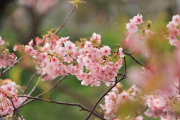 南伊豆　みなみの桜と菜の花まつり