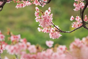 南伊豆　みなみの桜と菜の花まつり