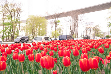 Vladivostok, Russia - May 07, 2019: Flowering tulips on the streets of Vladivostok.