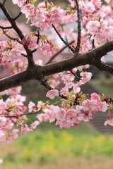 Fototapeta na wymiar 南伊豆　みなみの桜と菜の花まつり