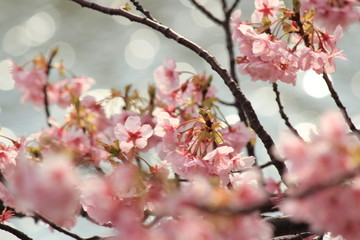南伊豆　みなみの桜と菜の花まつり