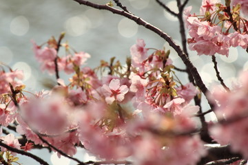 南伊豆　みなみの桜と菜の花まつり