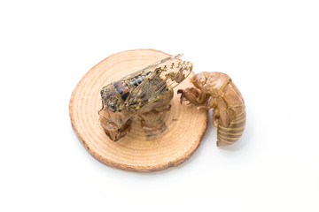 Cicada shell