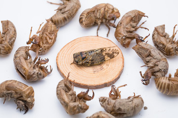 Chinese herbal medicine