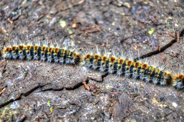 Closeup of two pine processionaries in a park in Seville, Andalusia, Spain. Infanta Elena park.