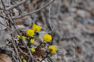 korea wild plants macro