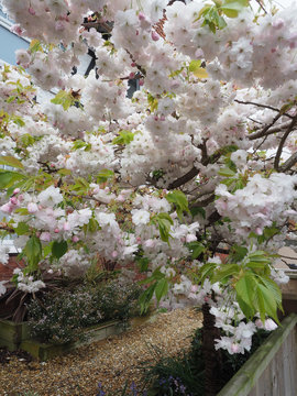 a close up of some cherry blossom on a tree 
